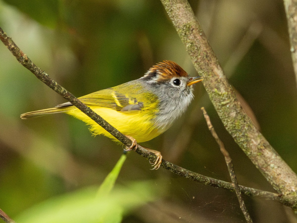 Chestnut-crowned Warbler - Garret Skead