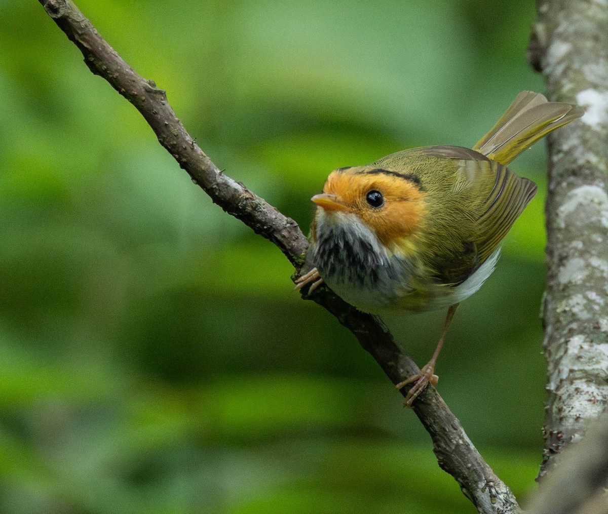 Rufous-faced Warbler - Garret Skead
