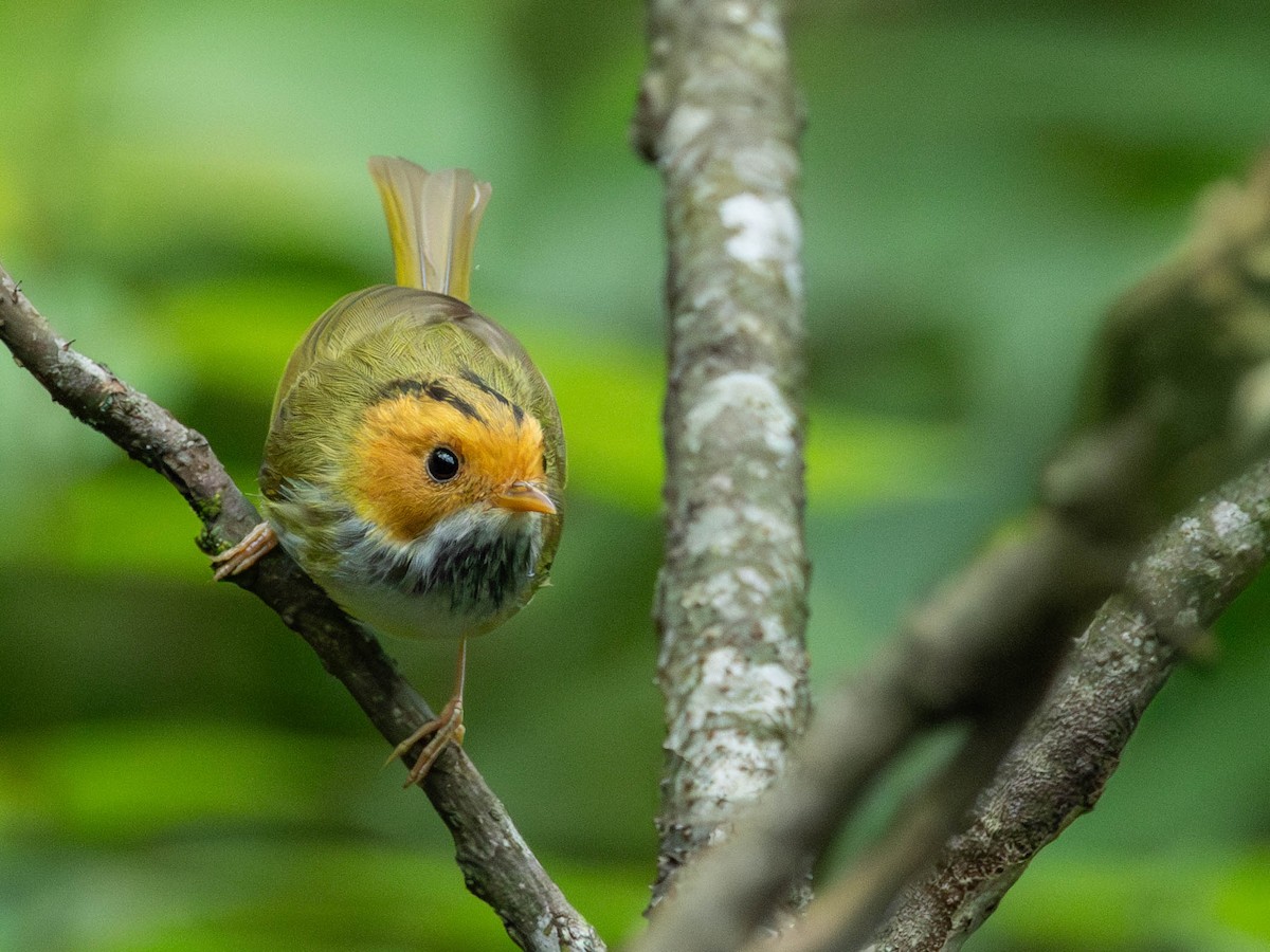 Rufous-faced Warbler - Garret Skead