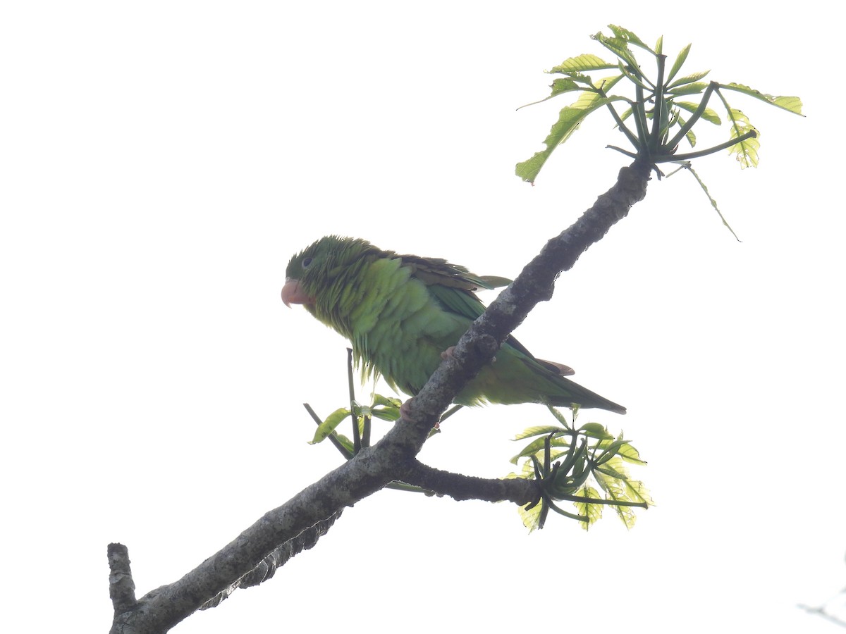 Orange-chinned Parakeet - Eduardo Rafael  Lázaro Arroyo
