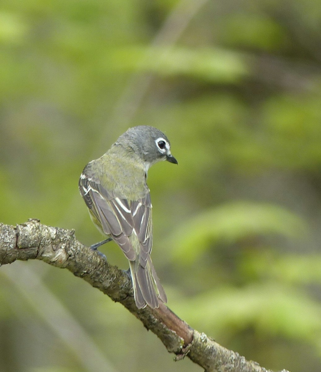Blue-headed Vireo - Micheline Bisson