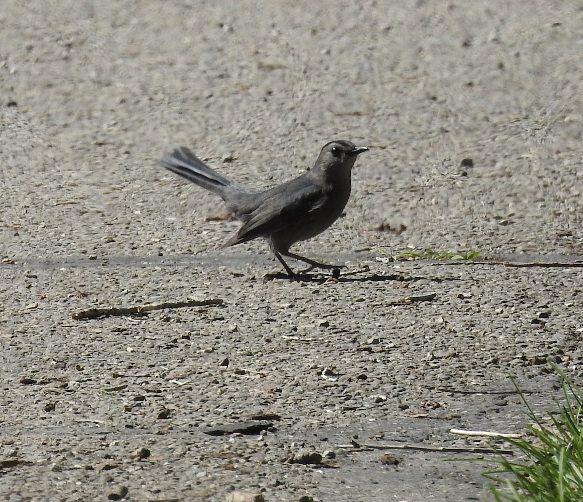 Gray Catbird - ML619114603