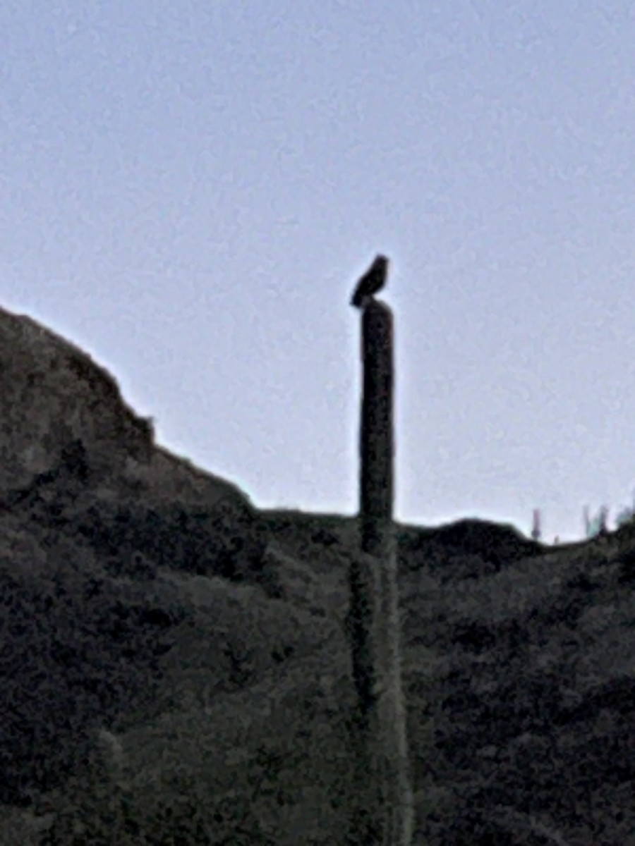 Great Horned Owl - Terry Pollock