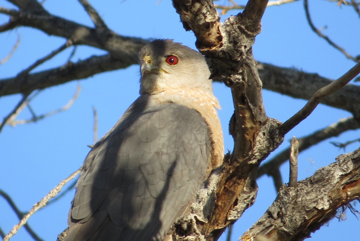 Cooper's Hawk - Alan Collier