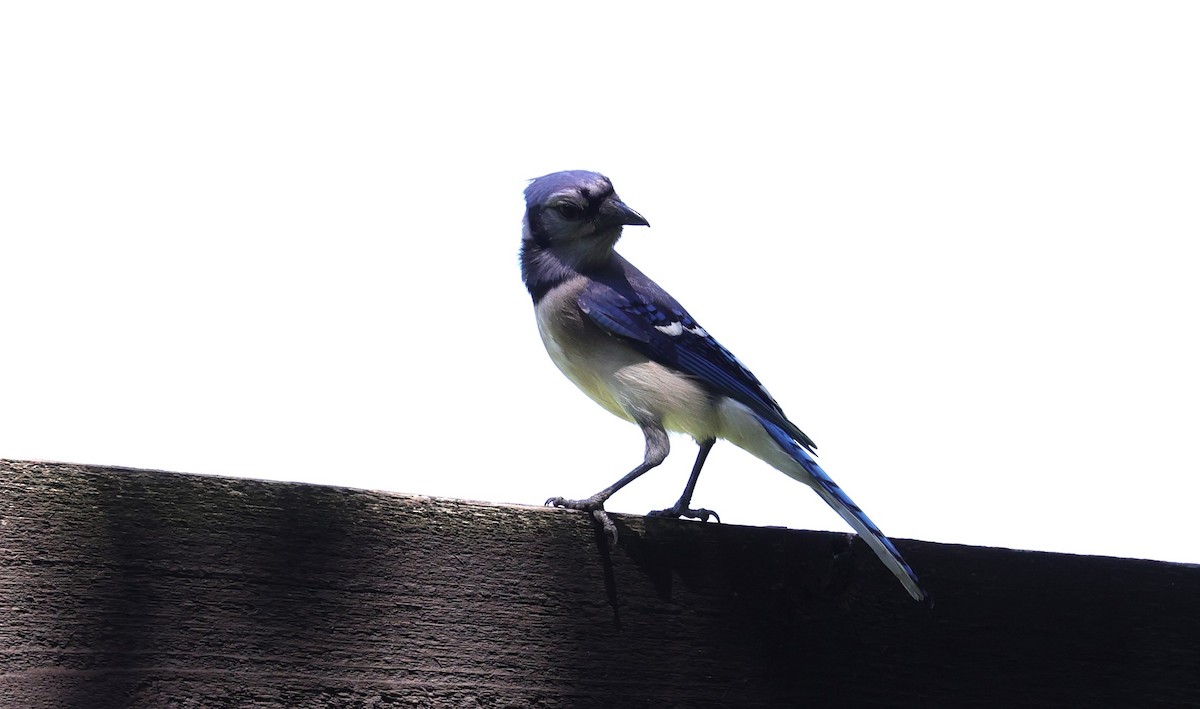 Blue Jay - Margareta Wieser