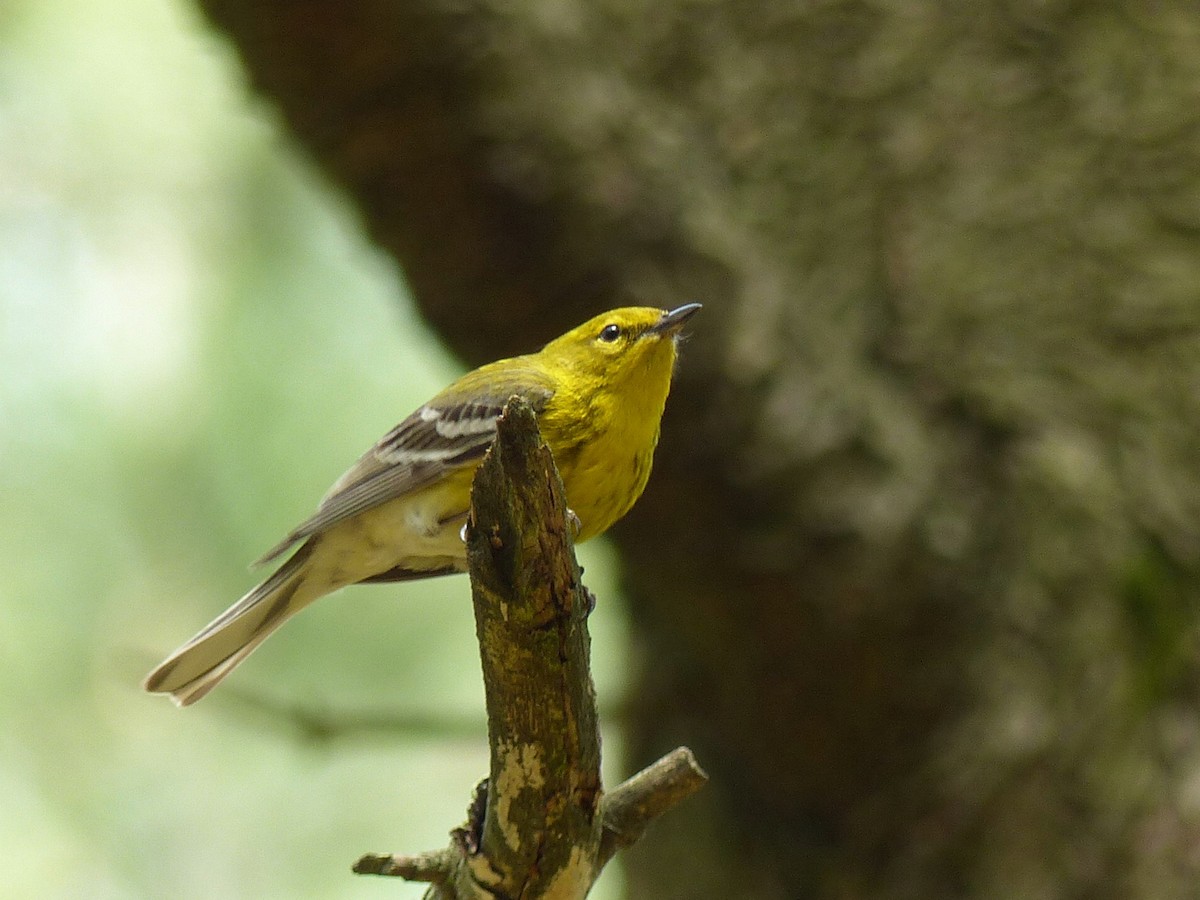 Pine Warbler - Micheline Bisson