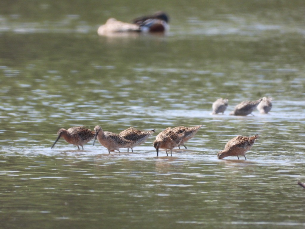 Short-billed Dowitcher - ML619114643