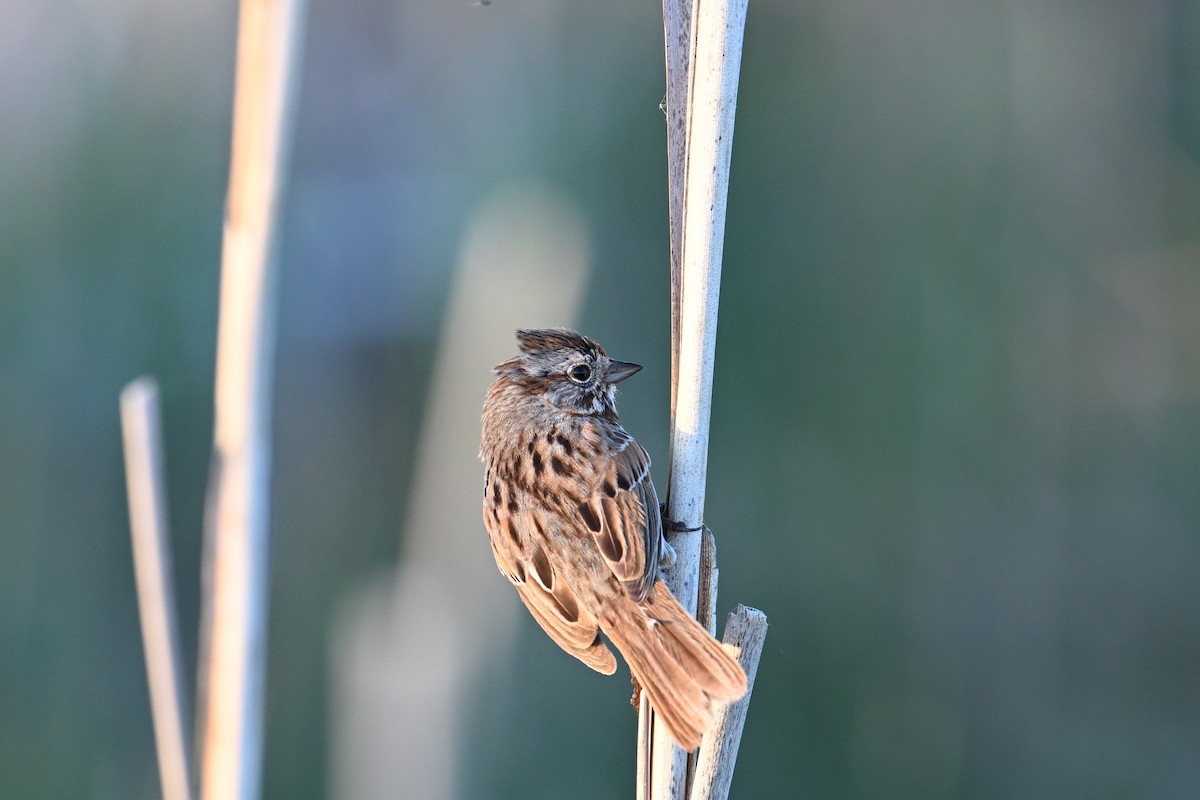 Song Sparrow - Gary Yoder