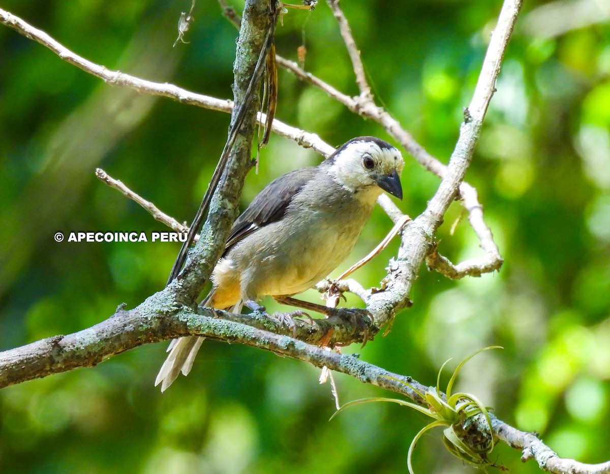 White-headed Brushfinch - Carlos Nuñez Rodriguez