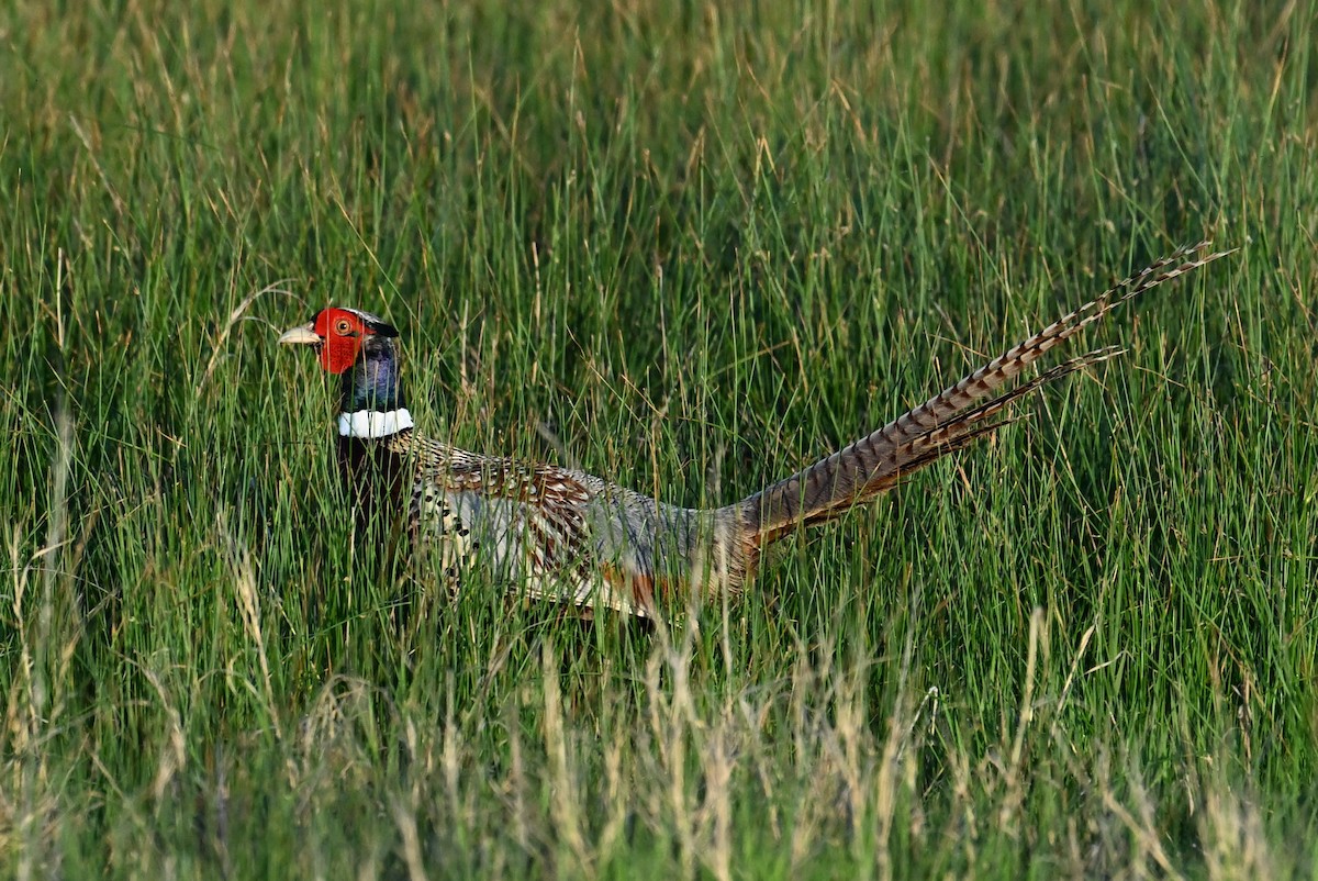 Ring-necked Pheasant - Gary Yoder