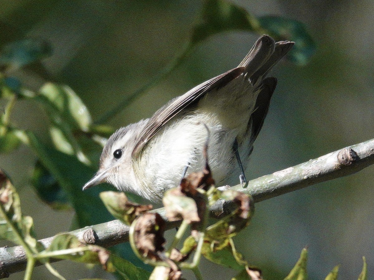 Warbling Vireo - Jeff Birek