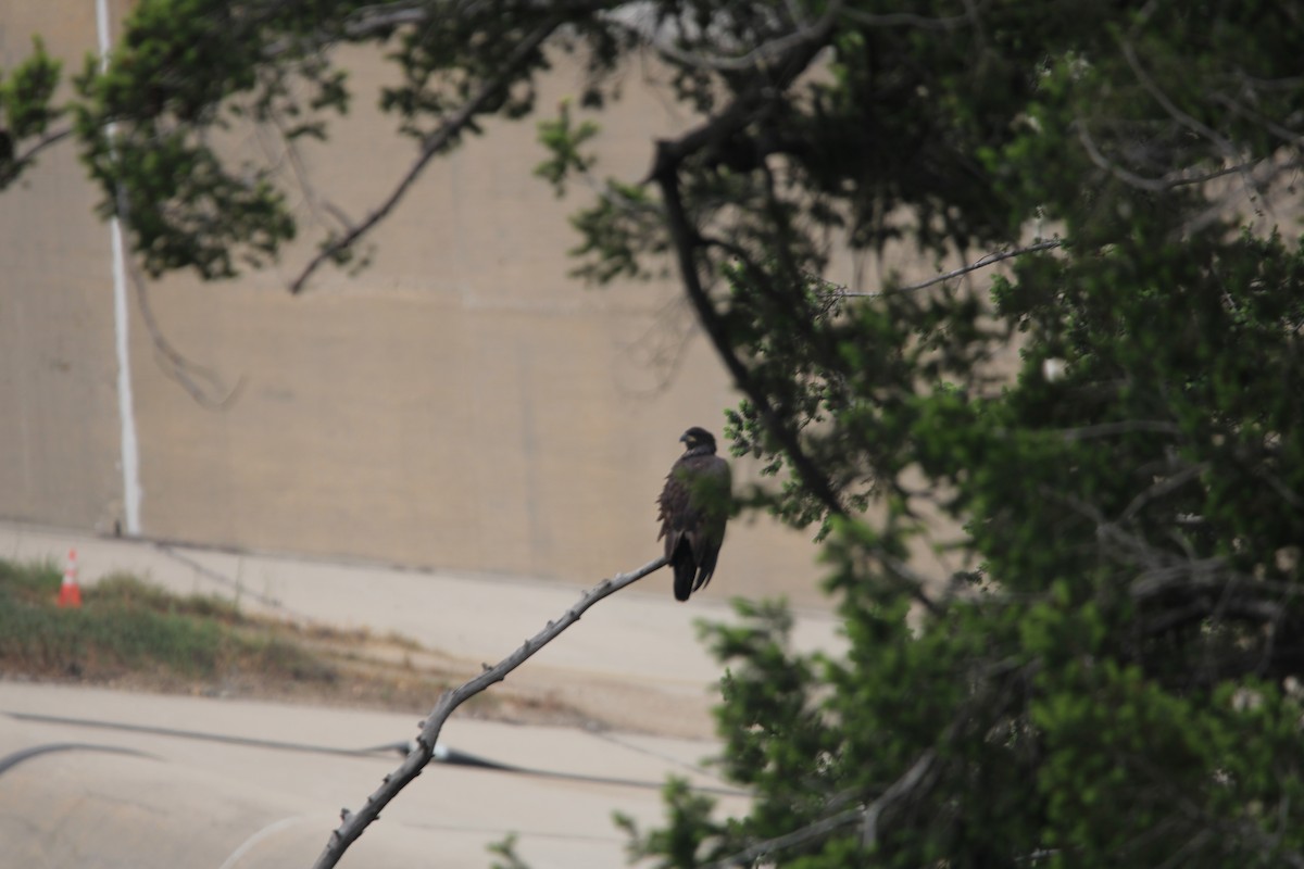 Bald Eagle - David Campbell