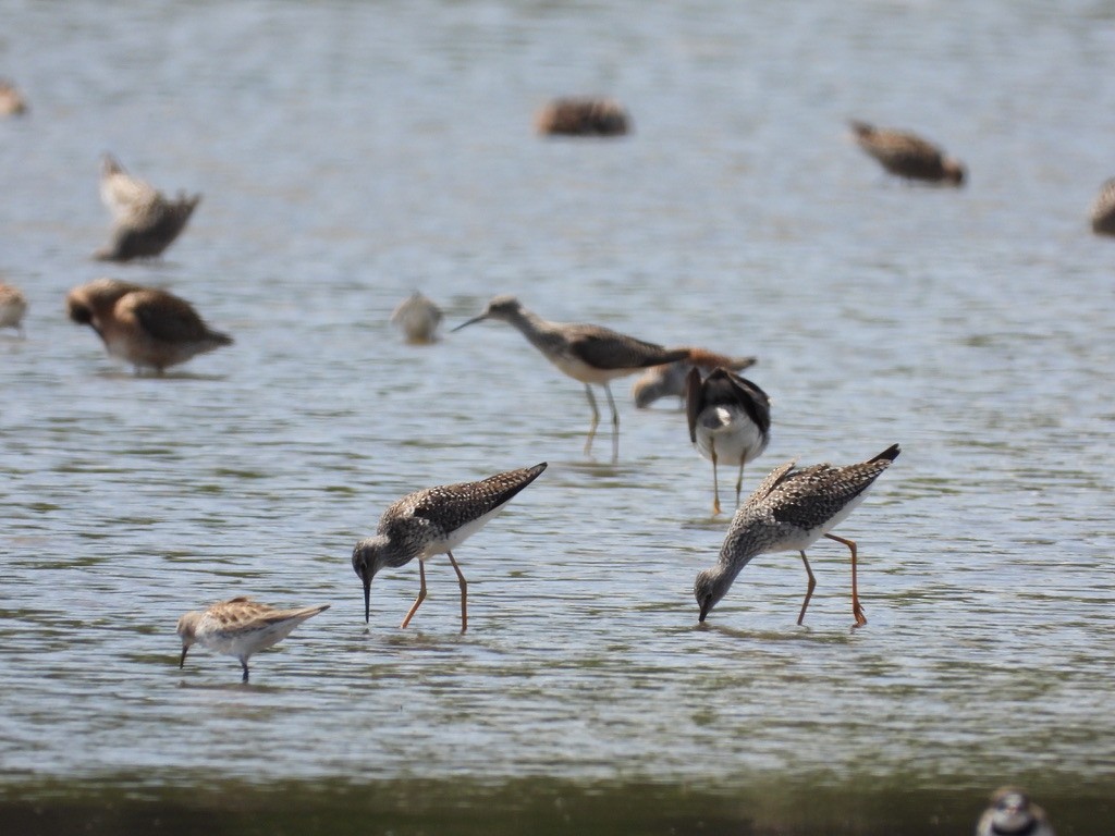 Stilt Sandpiper - ML619114723