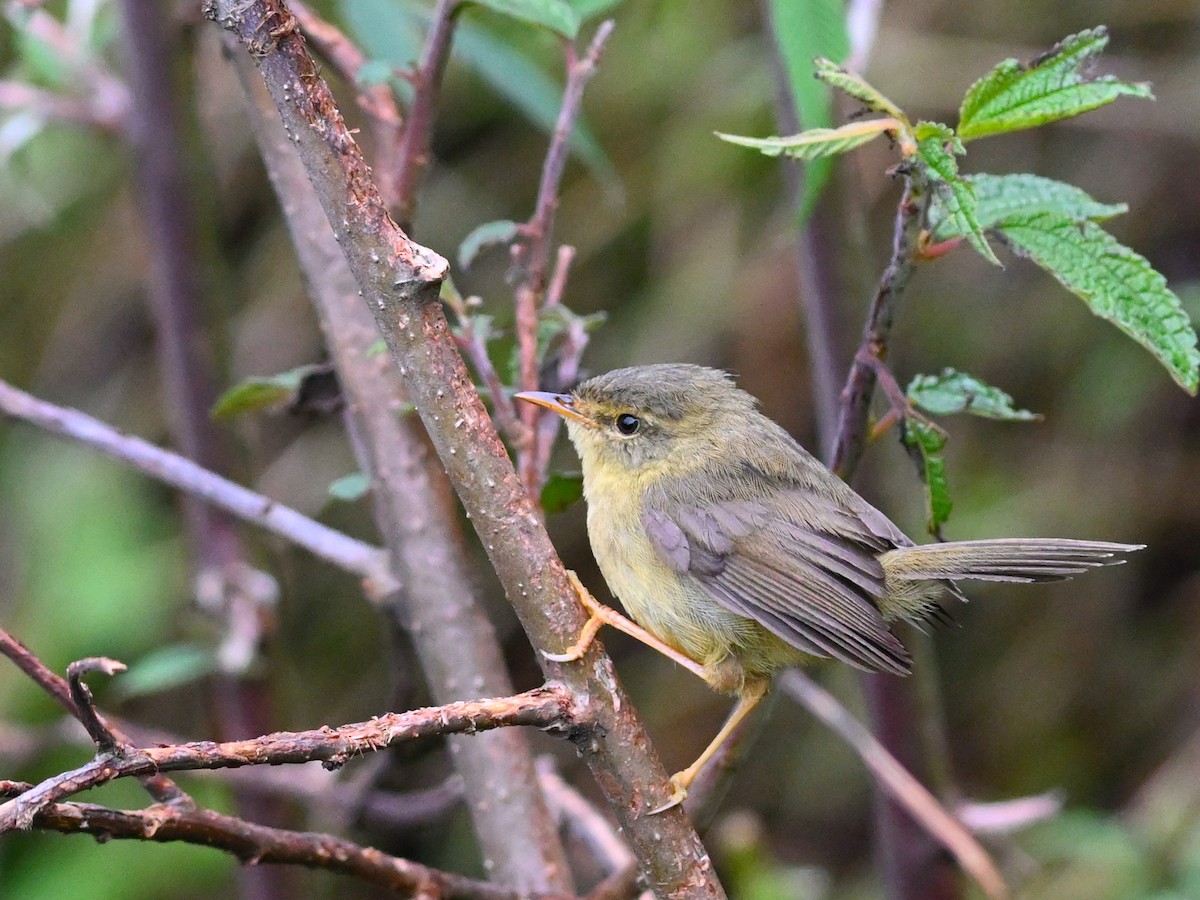 Hume's Bush Warbler - Anshu Arora