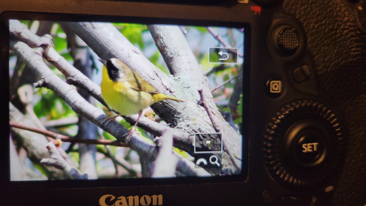 Common Yellowthroat - Andrew Nordstrum