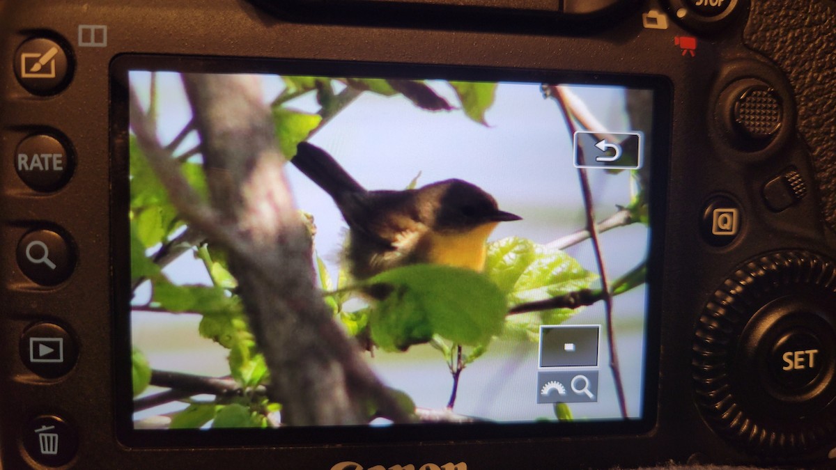 Common Yellowthroat - Andrew Nordstrum