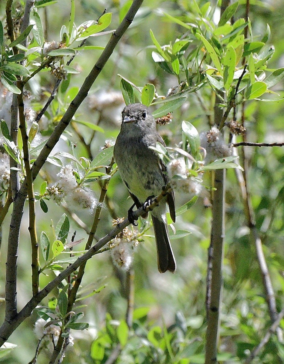 Willow Flycatcher - Norman Eshoo