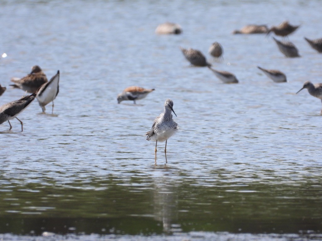 Lesser Yellowlegs - Monica Rose