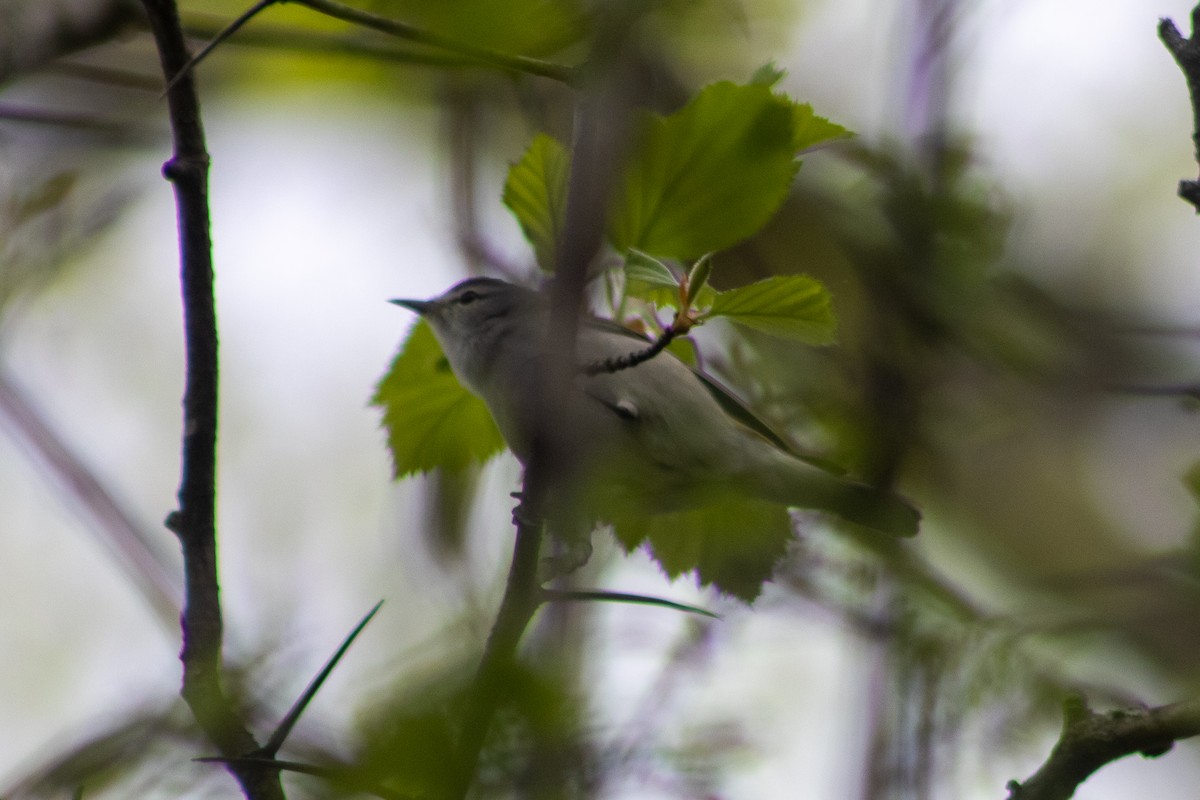 Tennessee Warbler - Sergio Leyva