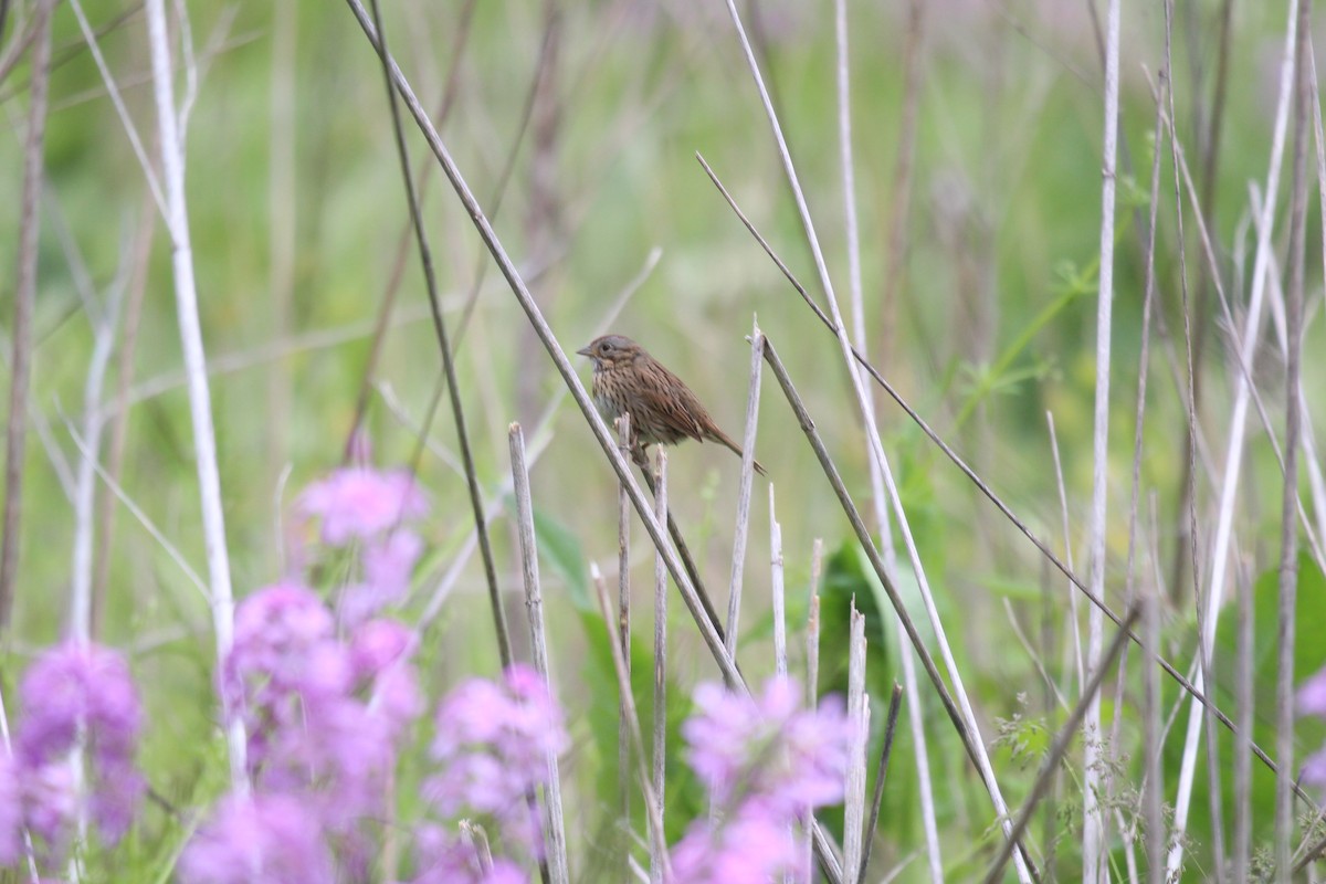 Lincoln's Sparrow - ML619114768