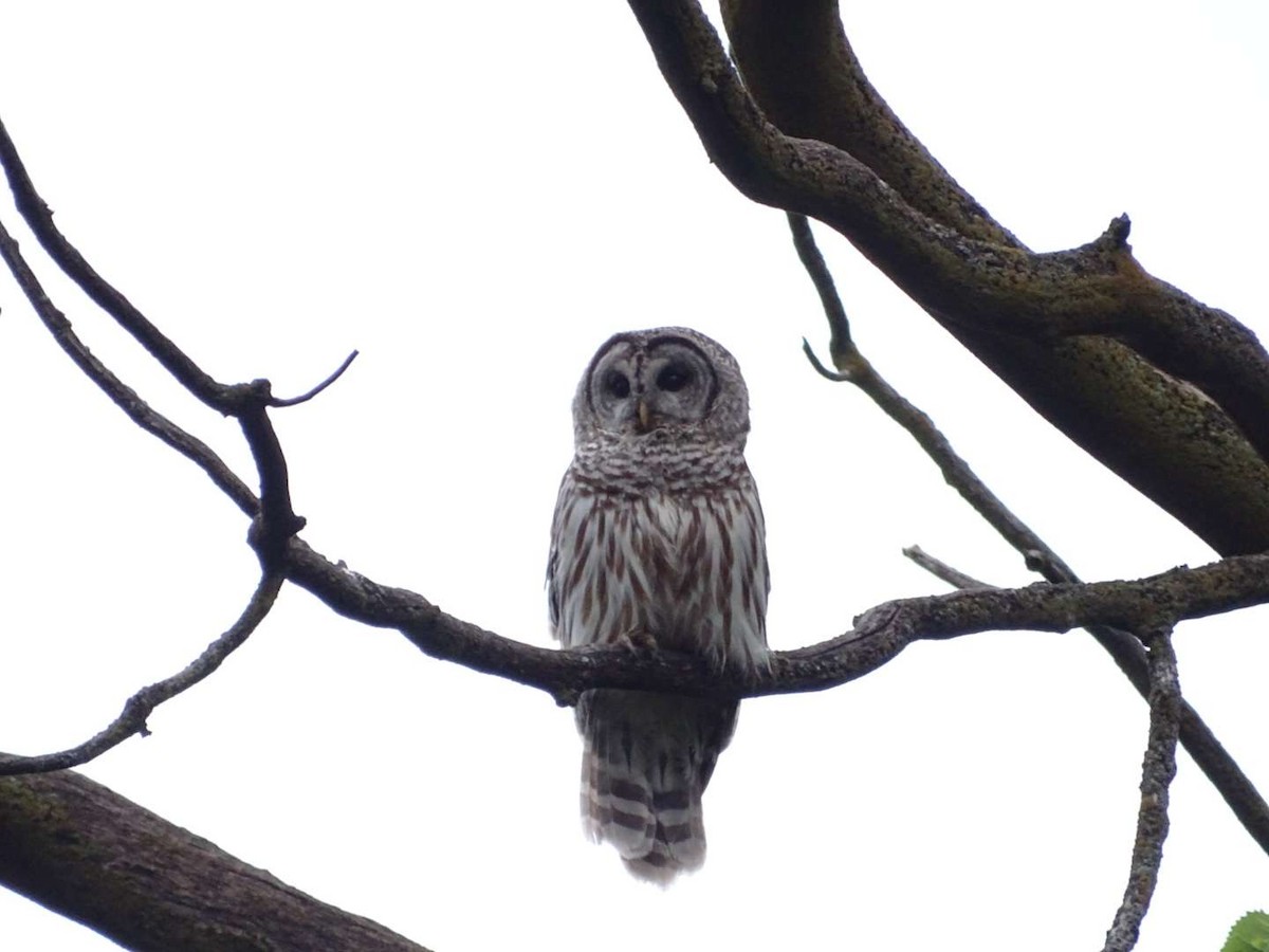 Barred Owl - Mike Roffman
