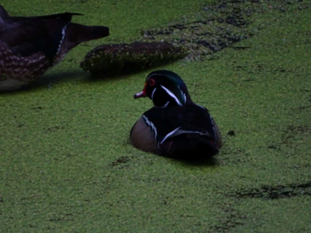 Wood Duck - Mike Roffman