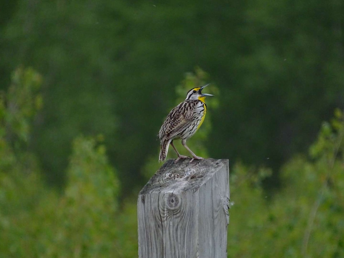 Eastern Meadowlark - Mike Roffman