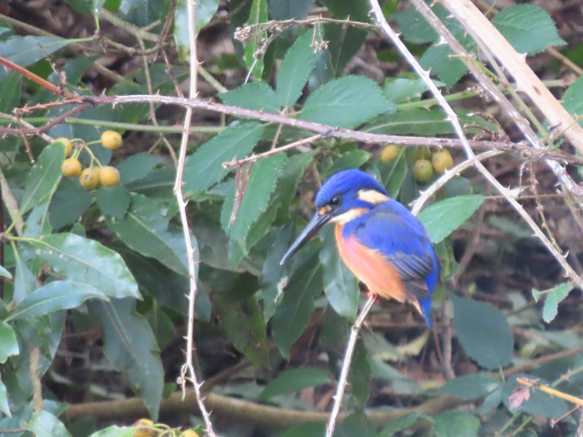 Azure Kingfisher - Sandra Henderson