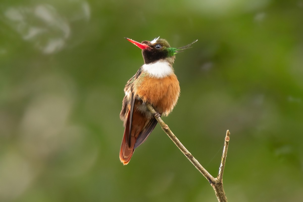 White-crested Coquette - Scott Coupland