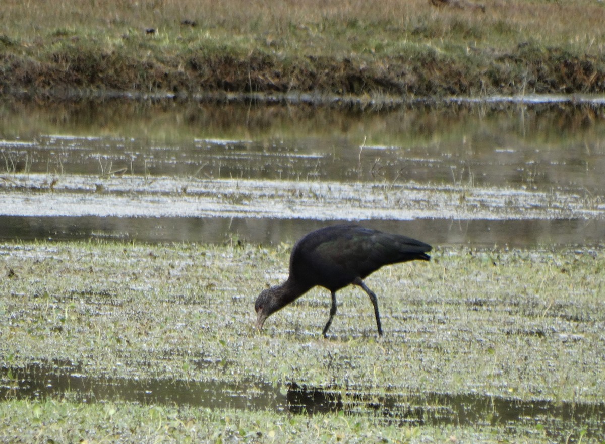 Puna Ibis - Carolina  Tosta Mayoral