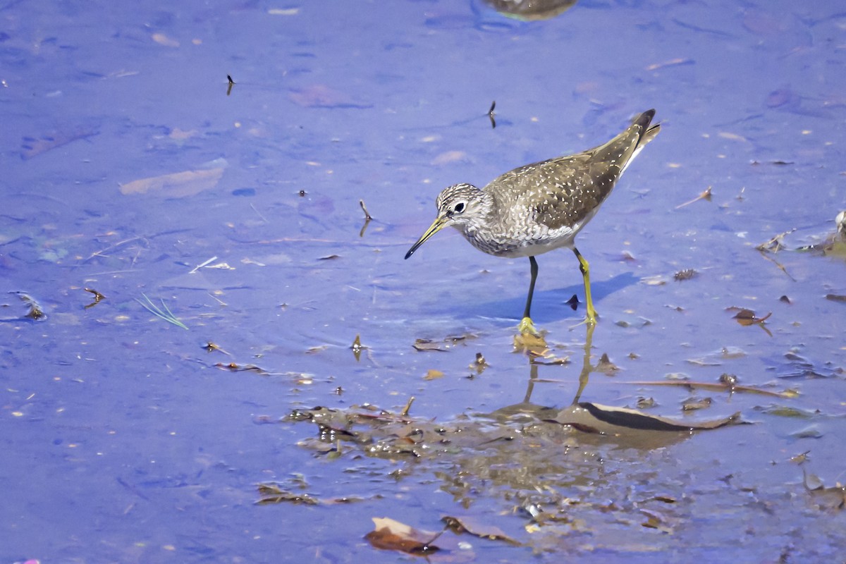 Solitary Sandpiper - ML619114872