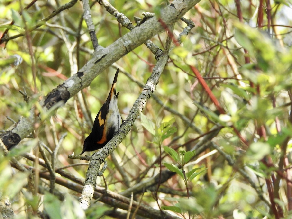 American Redstart - Anita Hooker