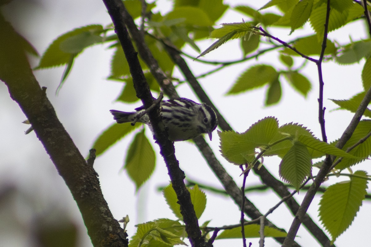 Black-and-white Warbler - Sergio Leyva