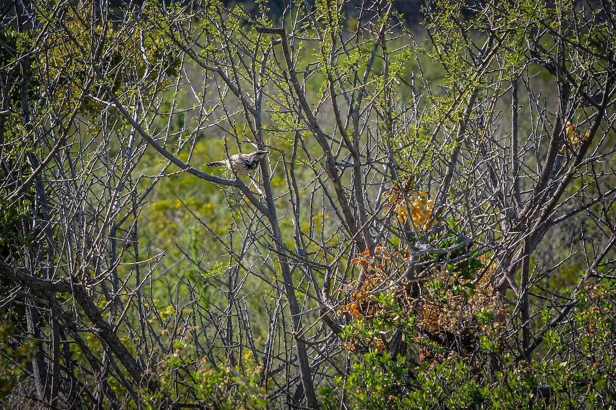 Cactus Wren - Ruben Rodriguez