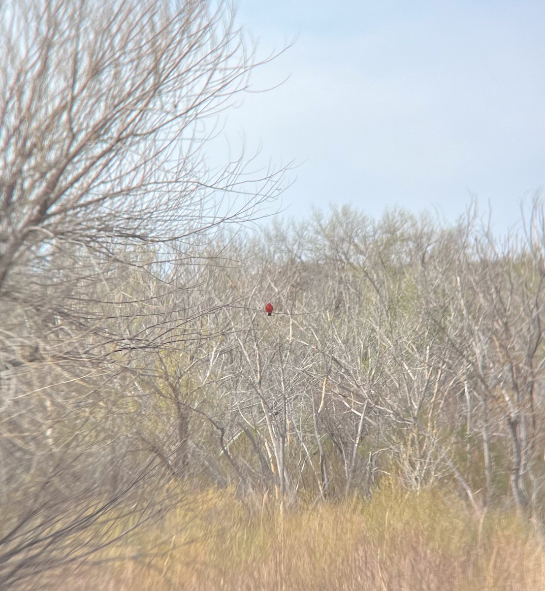 Vermilion Flycatcher - ML619114898