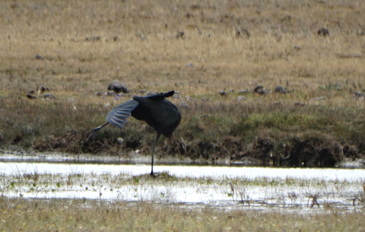 Puna Ibis - Carolina  Tosta Mayoral