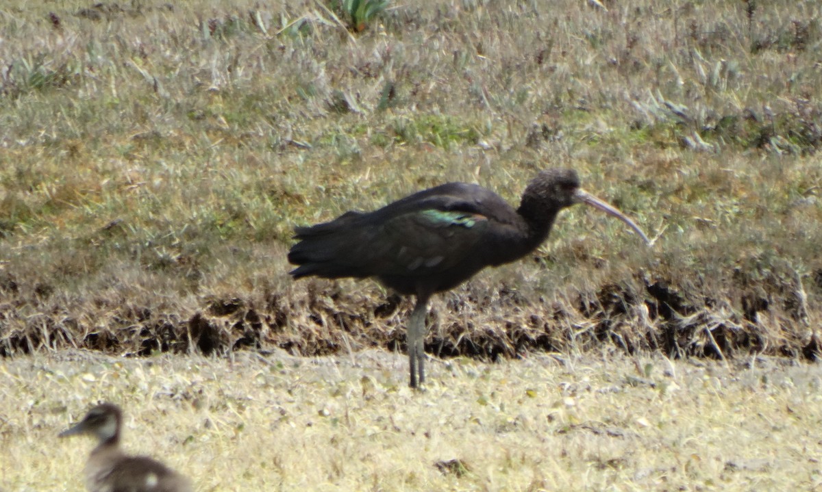 Puna Ibis - Carolina  Tosta Mayoral