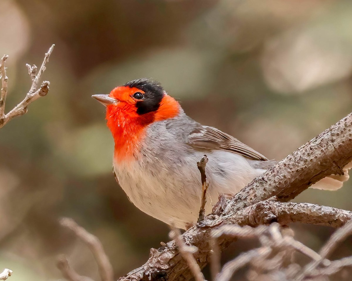 Red-faced Warbler - Sue Smith