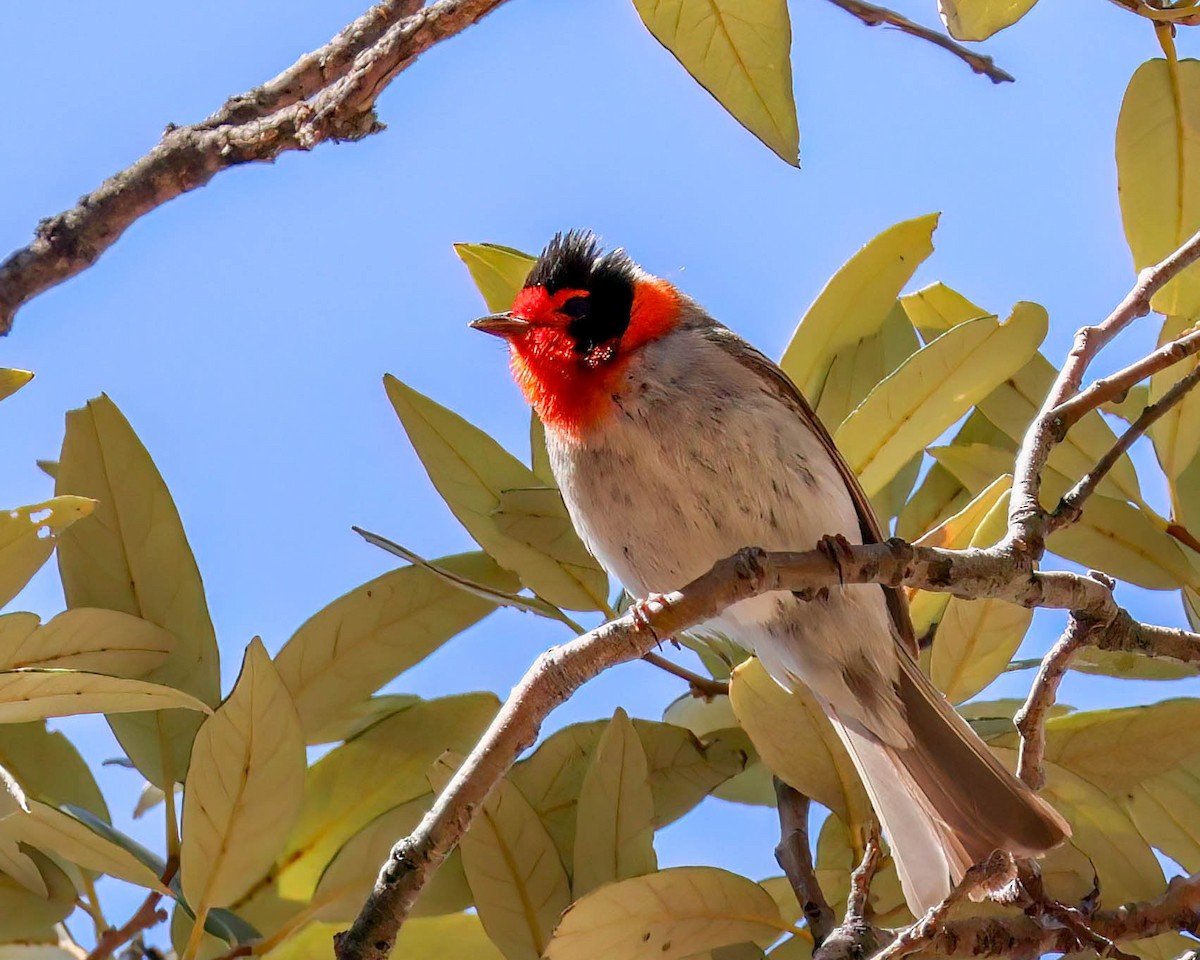Red-faced Warbler - Sue Smith