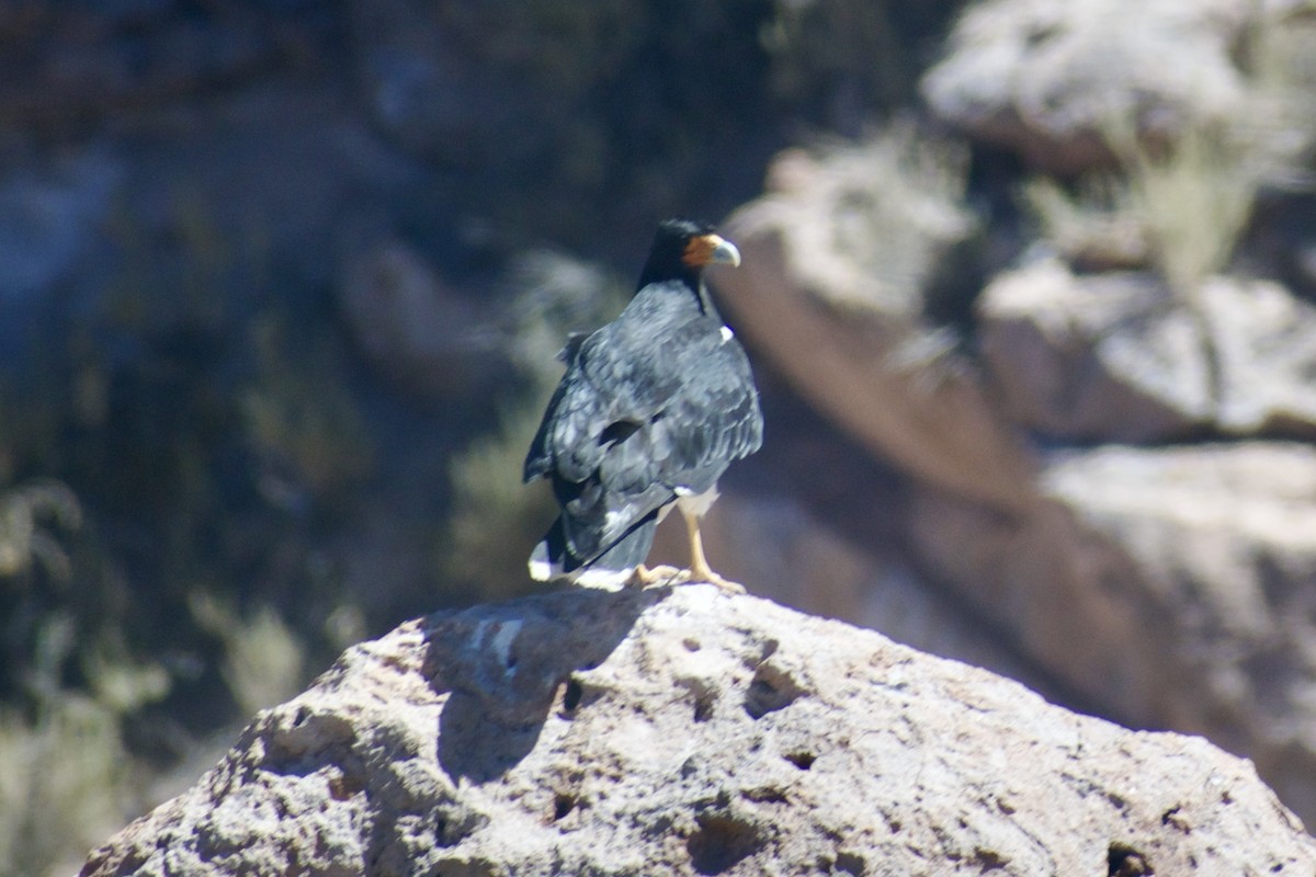 Mountain Caracara - Eduardo Sanhueza Mendez