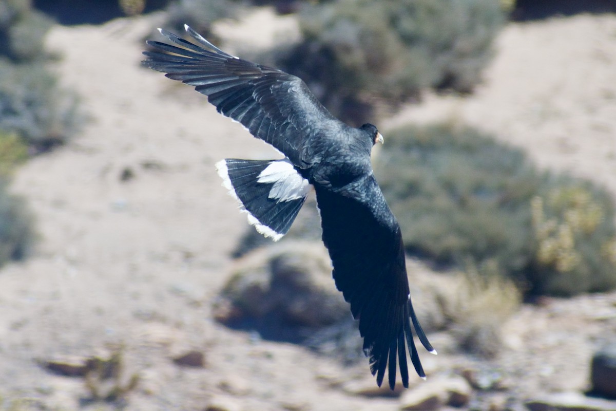 Mountain Caracara - Eduardo Sanhueza Mendez