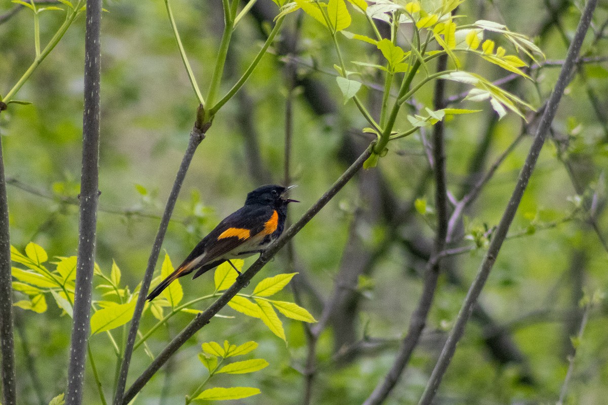 American Redstart - Sergio Leyva