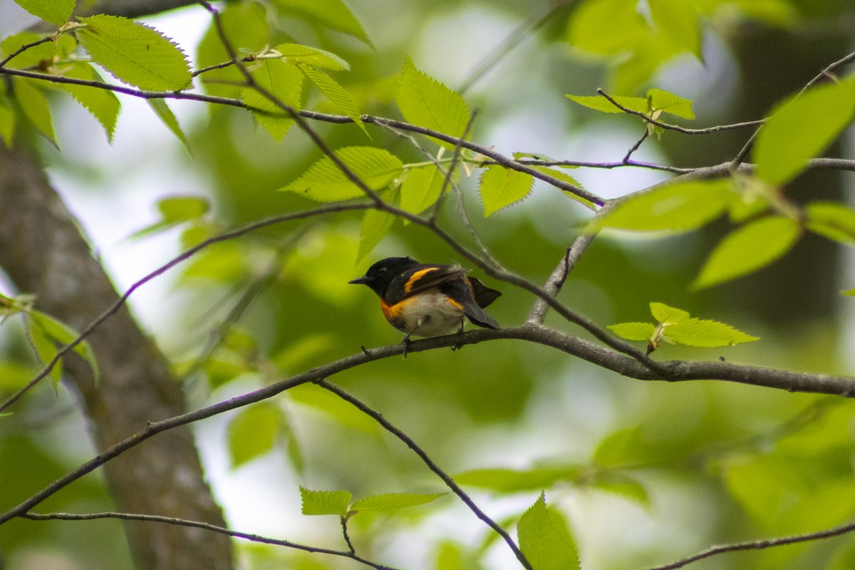 American Redstart - Sergio Leyva