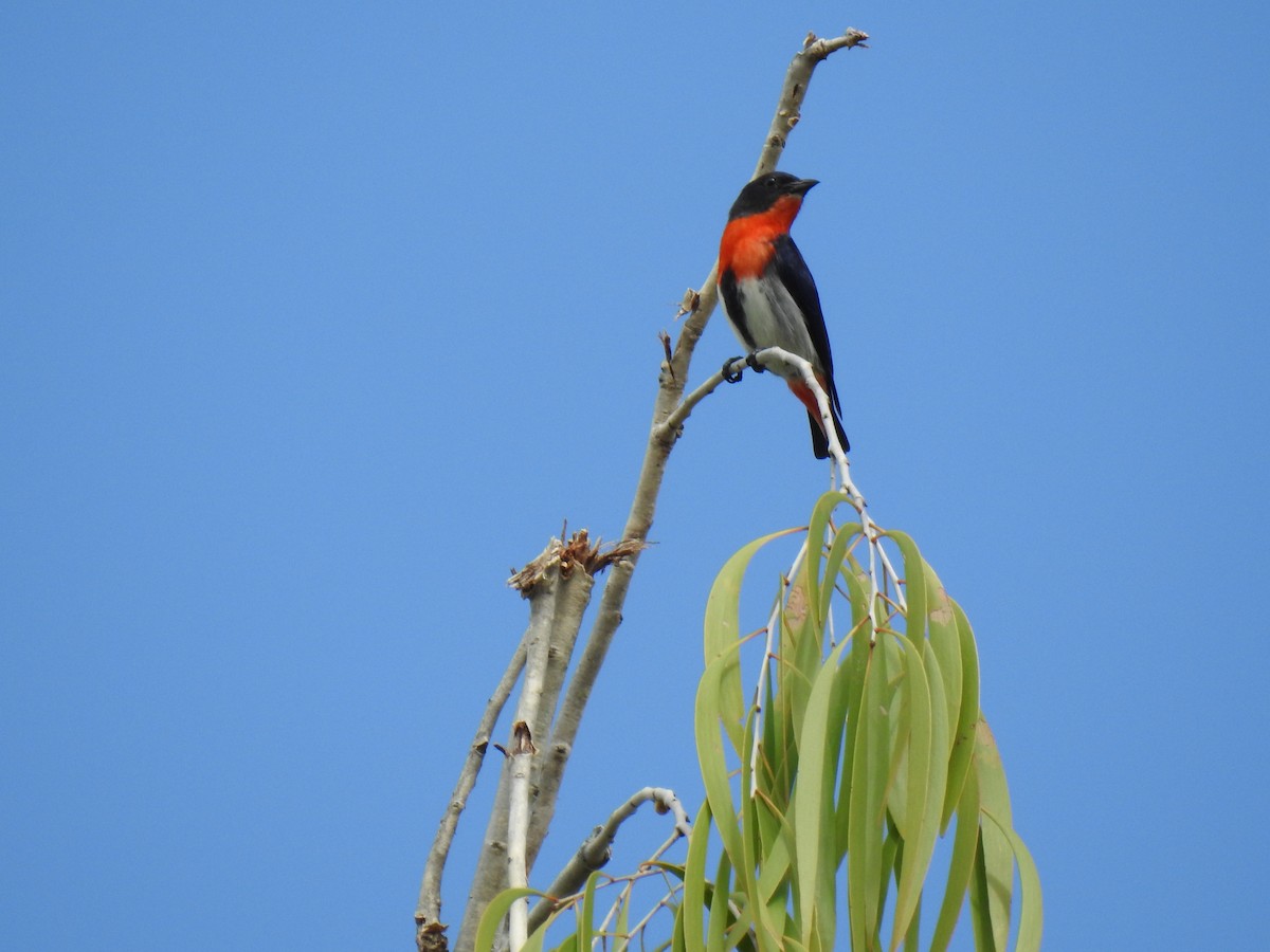 Mistletoebird - Monica Mesch