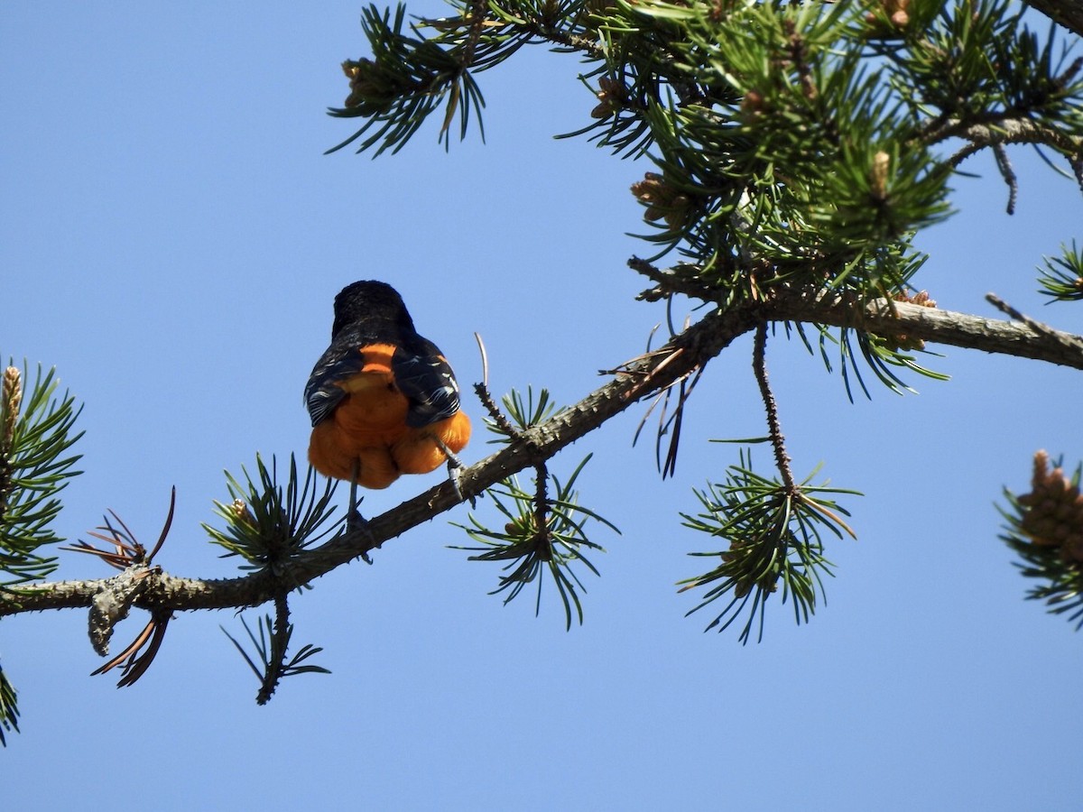 Baltimore Oriole - Anita Hooker