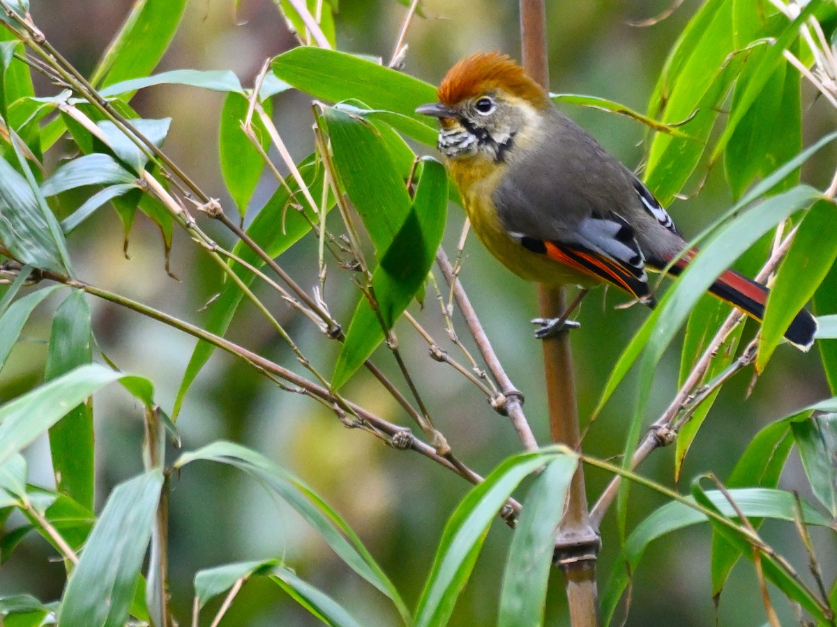 Chestnut-tailed Minla - Anshu Arora