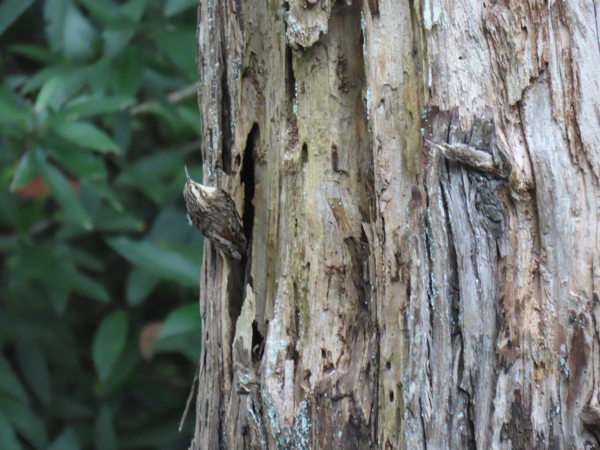 Brown Creeper - Erica Rutherford/ John Colbert