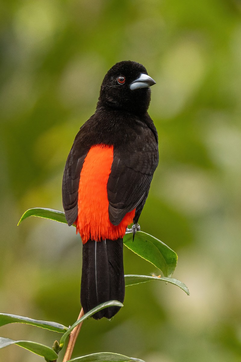Scarlet-rumped Tanager (Cherrie's) - Scott Coupland