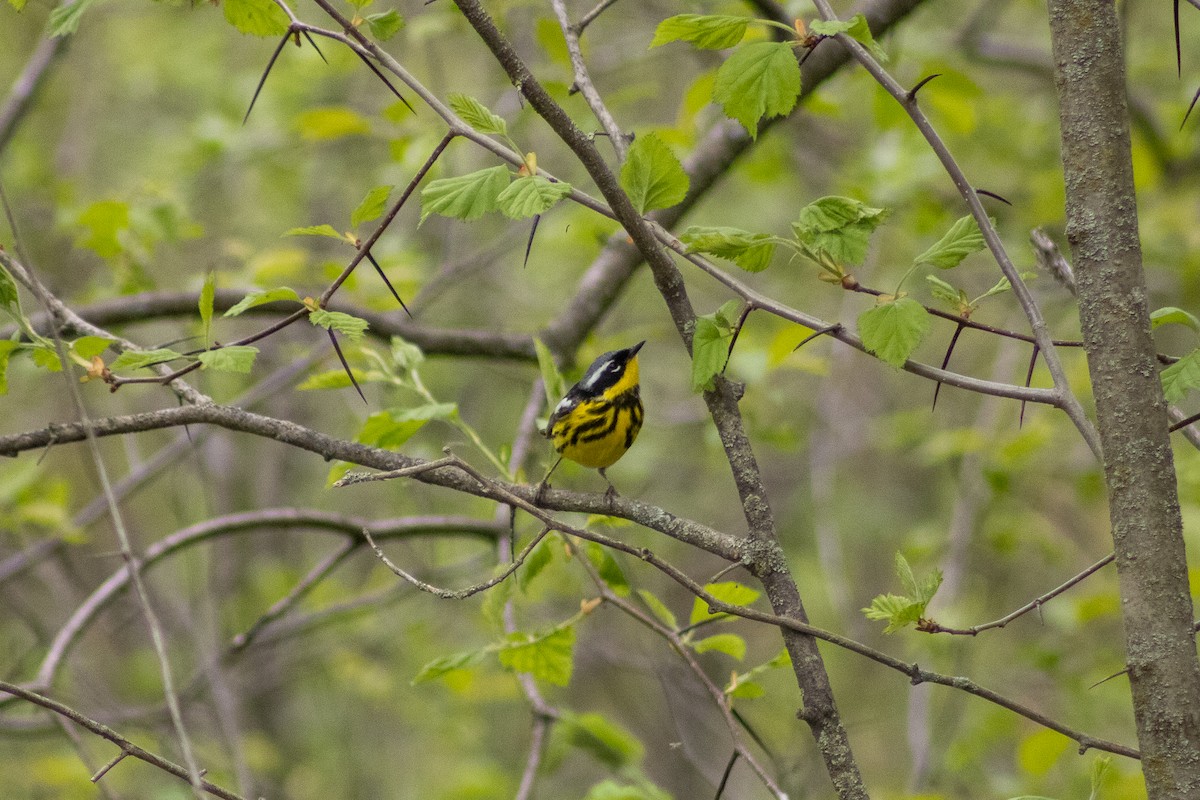 Magnolia Warbler - Sergio Leyva