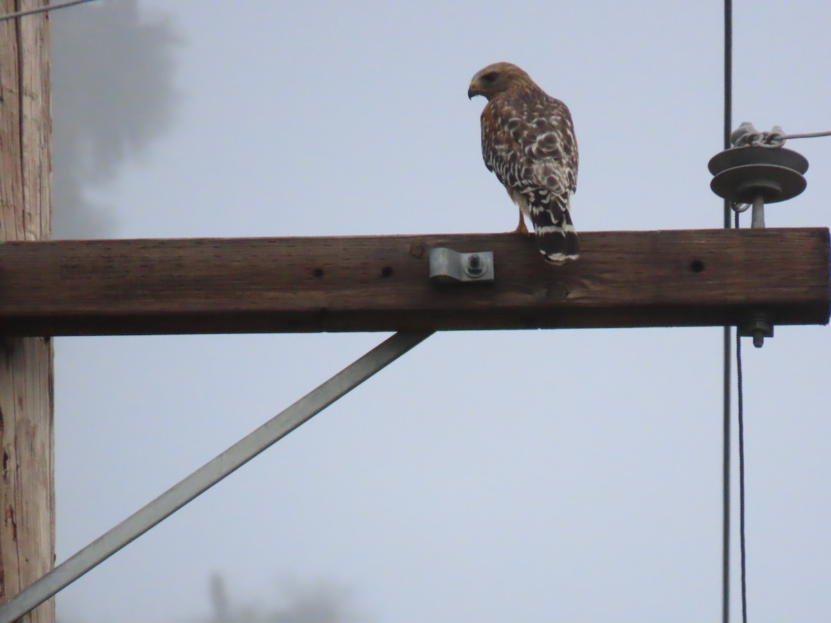 Red-shouldered Hawk - Erica Rutherford/ John Colbert